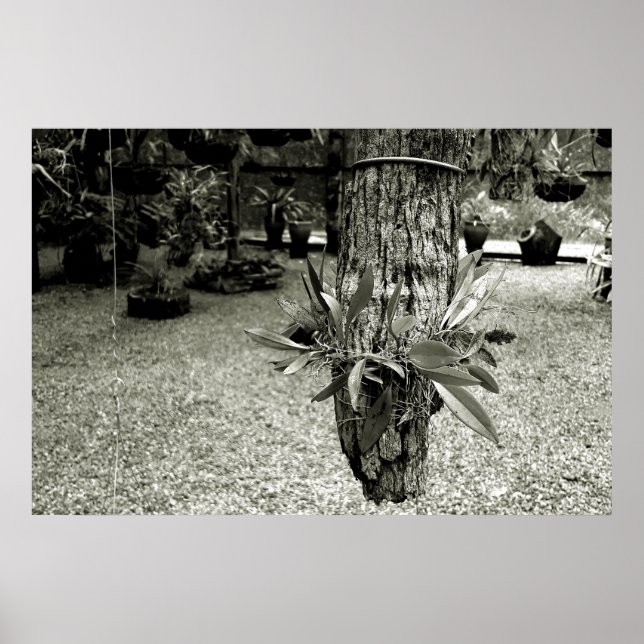 orquideas 04 poster (Vorne)