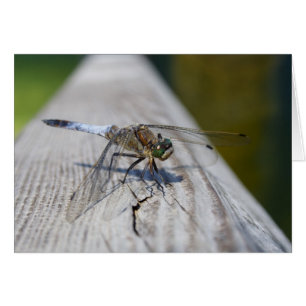 Orthetrum-Storatum