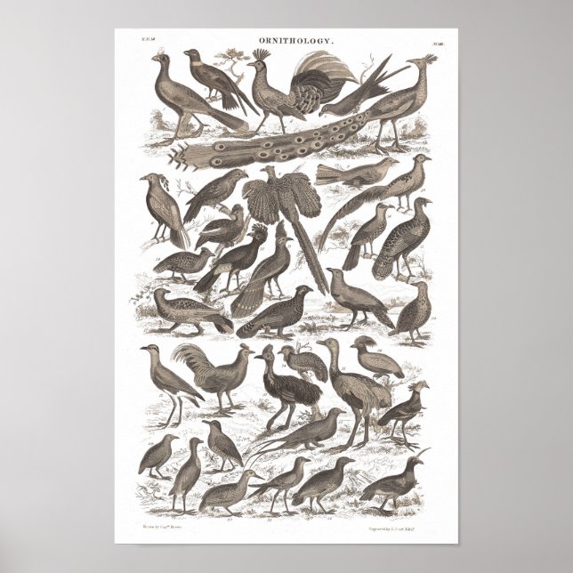 Orthinologie-Art Antiprint Poster (Vorne)