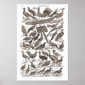 Orthinologie-Art Antiprint Poster