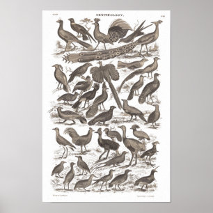 Orthinology species antique print poster