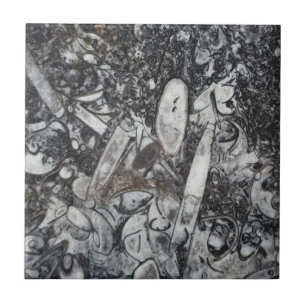 Orthoseras und Goniatite Fossilien Fliese