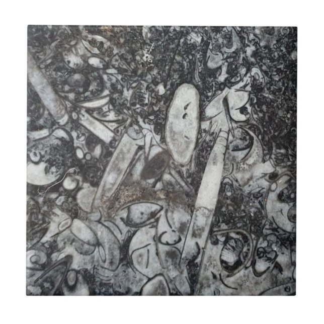 Orthoseras und Goniatite Fossilien Fliese (Vorderseite)