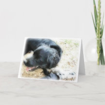 Orton Smokey und Matte