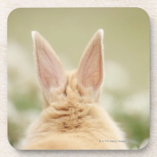 Oryctolagus Cuniculus 2 Getränkeuntersetzer