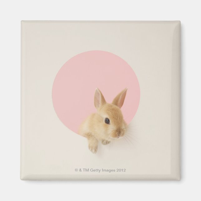 Oryctolagus cuniculus 3 magnet (Vorne)