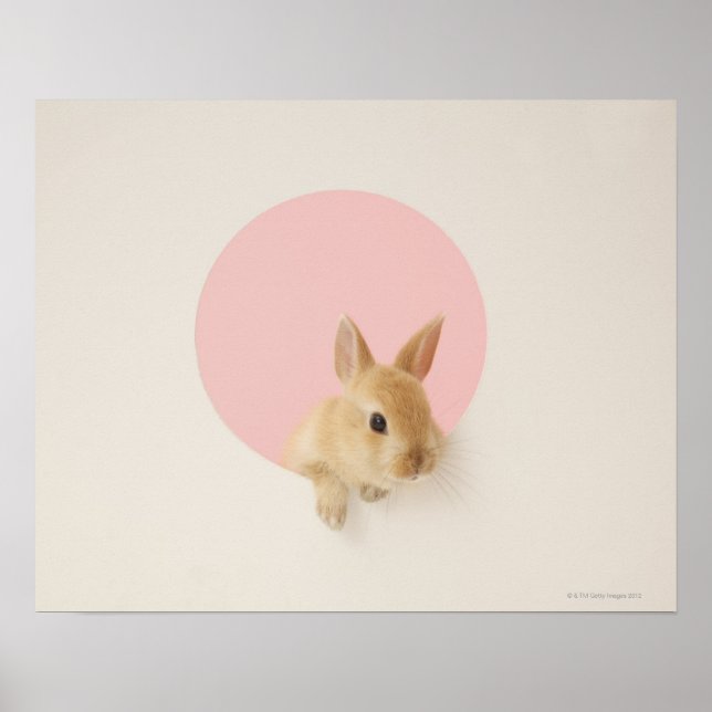 Oryctolagus cuniculus 3 poster (Vorne)