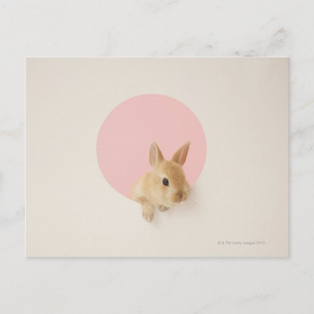 Oryctolagus cuniculus 3 postkarte (Vorderseite)