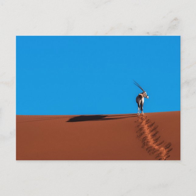 Oryx Antelope in der Namib-Wüste Postkarte (Vorderseite)