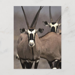Oryx antelope postkarte