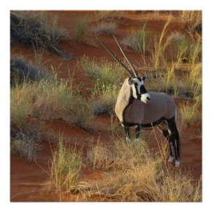 Oryx Antelope Sand Dune Savannah Poster