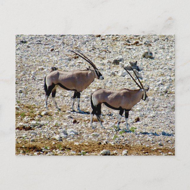 Oryx Etosha Postkarte (Vorderseite)