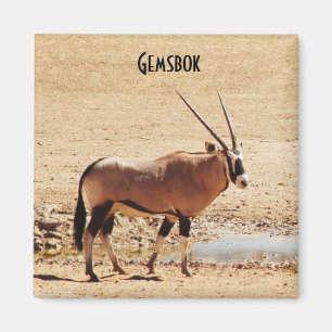 Oryx Gazella Kgalagadi Afrika Magnet