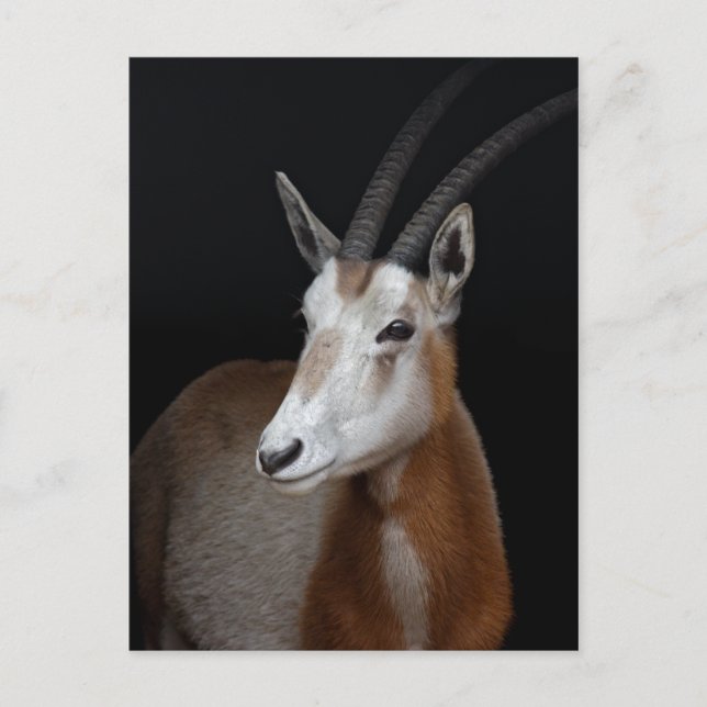 Oryx-Postkarte Postkarte (Vorderseite)