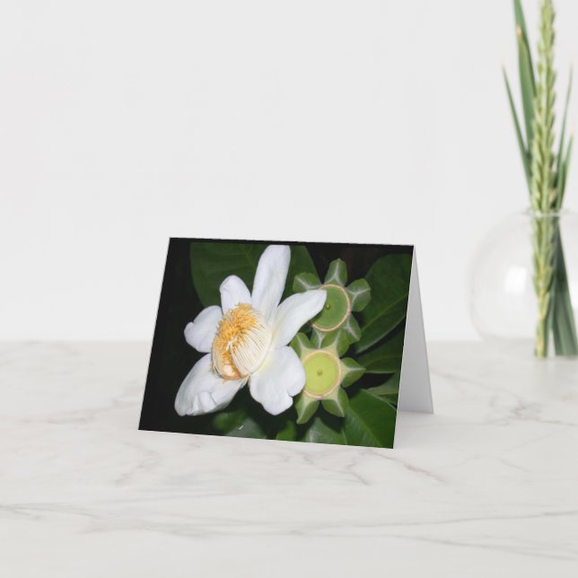 OSA: Gustavia brachycarpa Karte (Vorderseite)