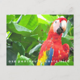 Osa Halbinsel Scarlet Macaw Costa Rica Postkarte