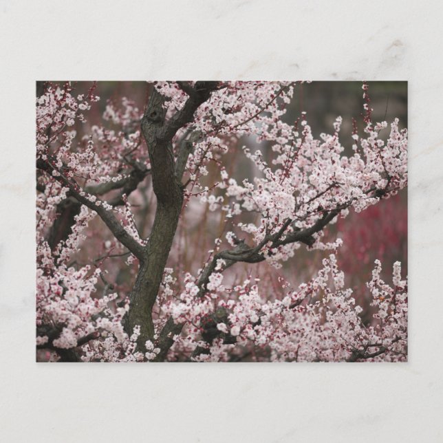 Osaka, Japan Postkarte (Vorderseite)