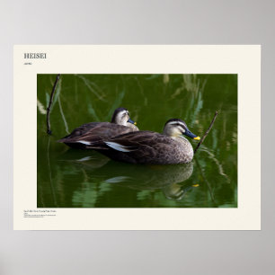 Osaka Spot-Billed-Enten-Kunstposter Poster