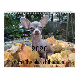 Oscar 2019 der blaue Chihuahuakalender Kalender