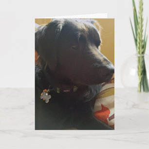 Oscar Black Dog Birthday Card Karte