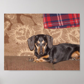 Oscar Dackel Dog Poster