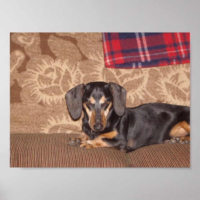 Oscar Dackel Dog Poster (Vorne)
