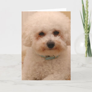 Oscar das Bichon Frise Karte