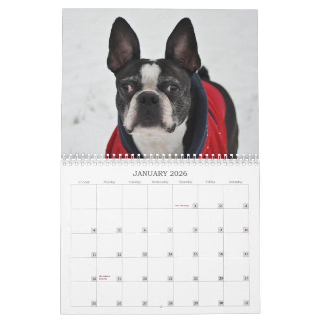 Oscar der Kalender Bostons Terrier 2013 (Jan 2026)