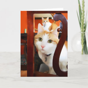 OSCAR & ERNIE heARTcats Karte