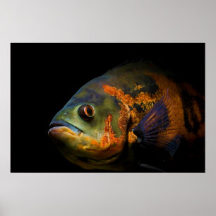 Oscar Fish Astronotus Ocellatus Poster