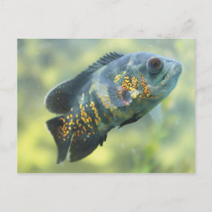 Oscar Fish Postkarte