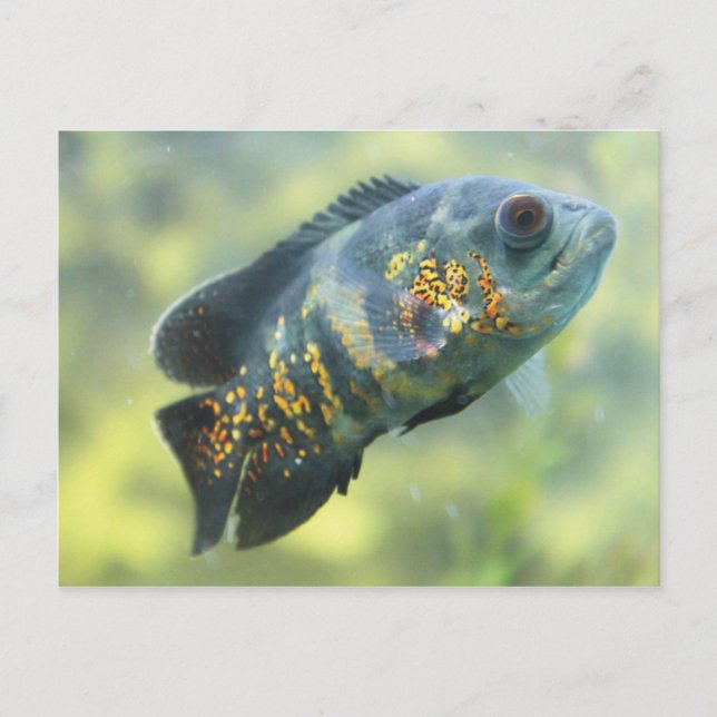 Oscar Fish Postkarte (Vorderseite)