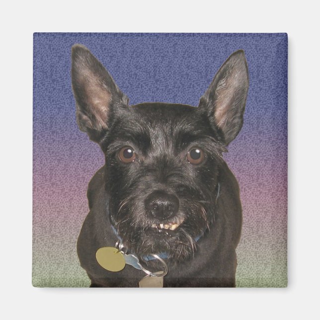 "Oscar" Square Magnet (Vorne)