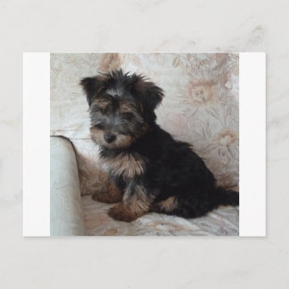 Oscar, Yorkshire Terrier Puppy Postkarte
