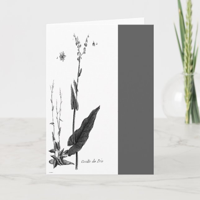 Oseille DES Prés Karte (Vorderseite)