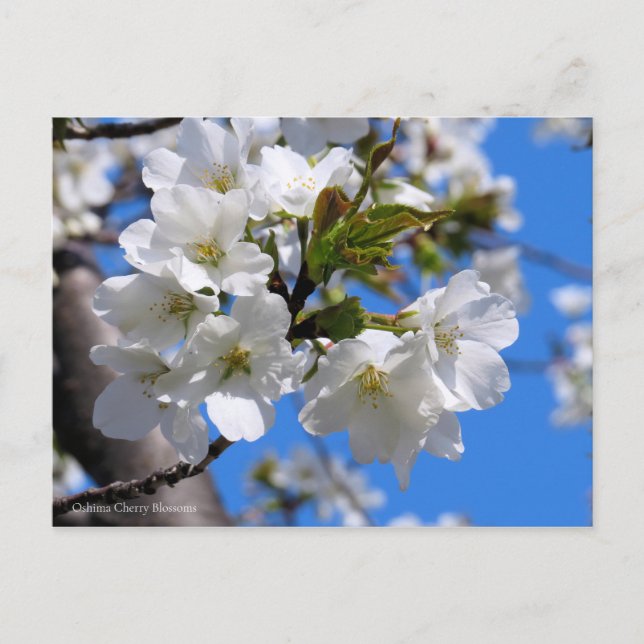 Oshima Cherry Blüten [Postkarte] Postkarte (Vorderseite)
