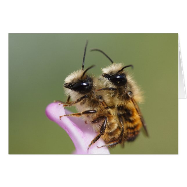 Osmia bicornis (Vorderseite (Horizontal))