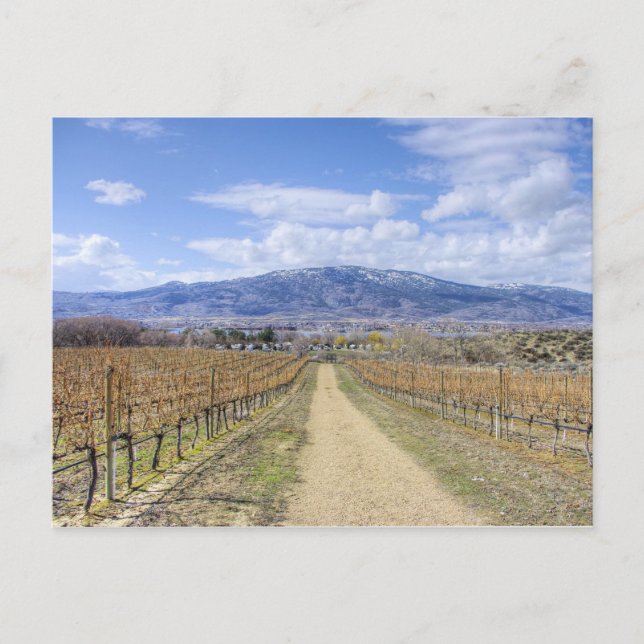 Osoyoos Aussicht Weingarten Postkarte (Vorderseite)