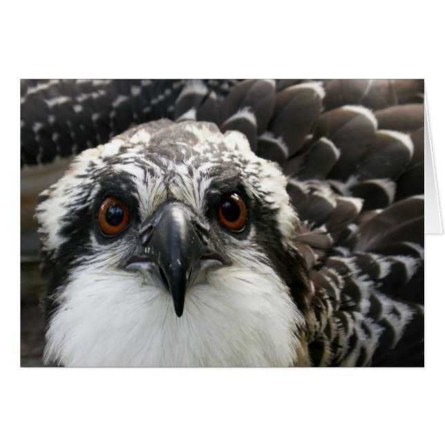 Osprey (Vorderseite (Horizontal))