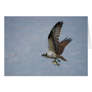 Osprey