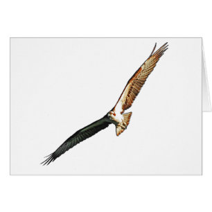 Osprey