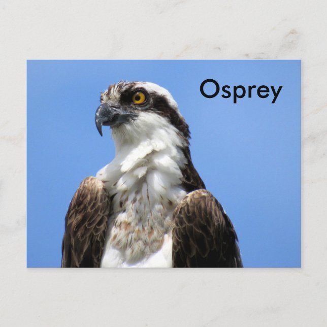 Osprey (4964) Postcard lernen Postkarte (Vorderseite)