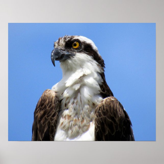 Osprey (4964) Poster (Vorne)