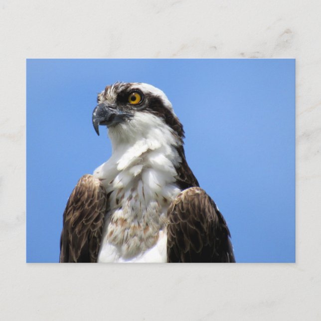 Osprey (4964) Postkarte (Vorderseite)