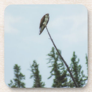 Osprey 9028 getränkeuntersetzer
