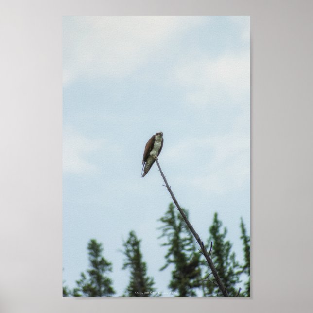 Osprey 9028 poster (Vorne)