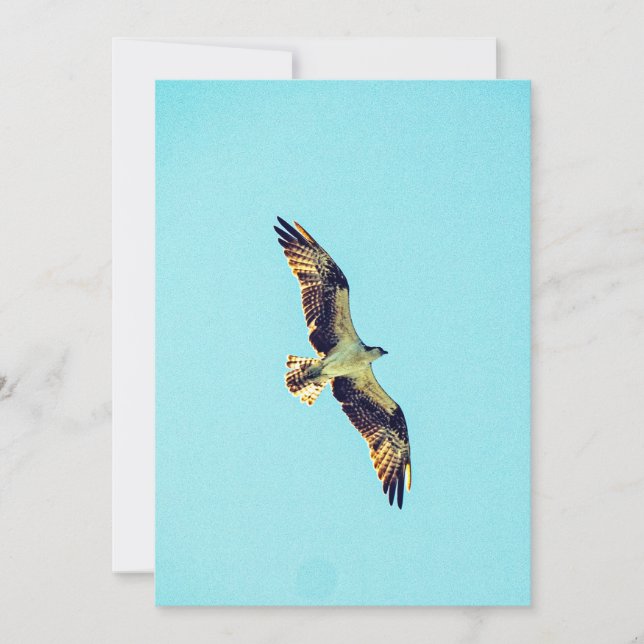 Osprey Art Einladung (Vorderseite)