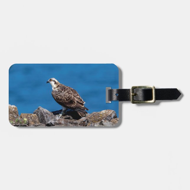 Osprey auf den Felsen Gepäckanhänger (Vorderseite horizontal)