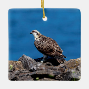 Osprey auf den Felsen Keramikornament