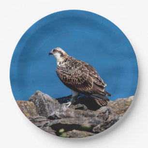 Osprey auf den Felsen Pappteller